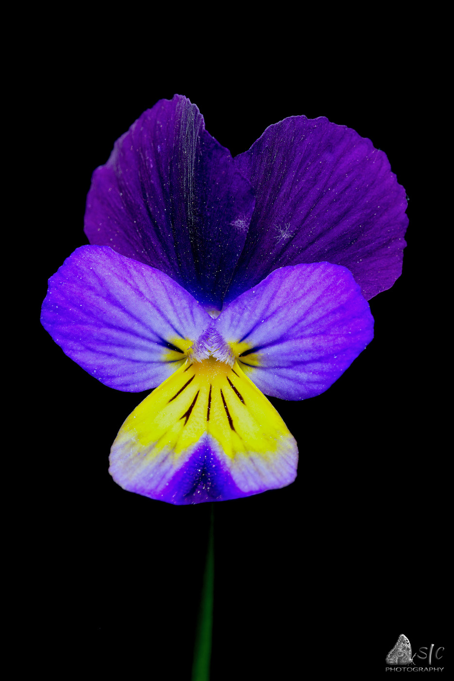 Viola tricolor, wild pansy or heart's delight