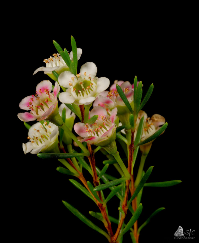 Waxflower (Chamelaucium)