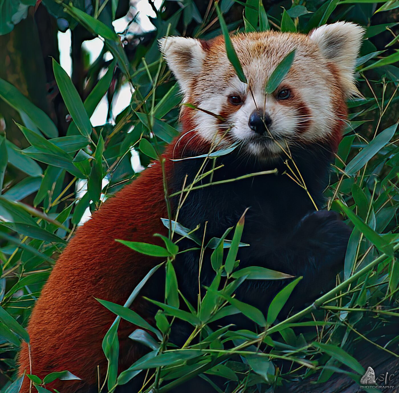 Red Panda or Lesser Panda (Ailurus fulgens)