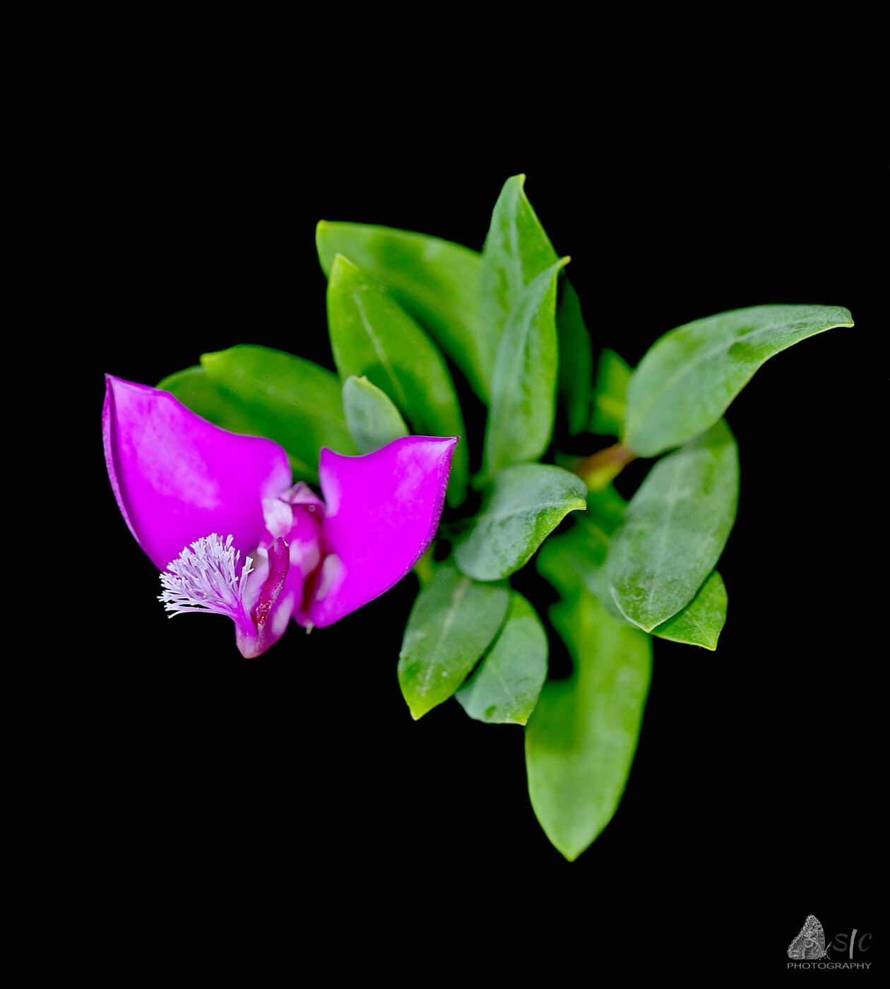 Polygala myrtifolia