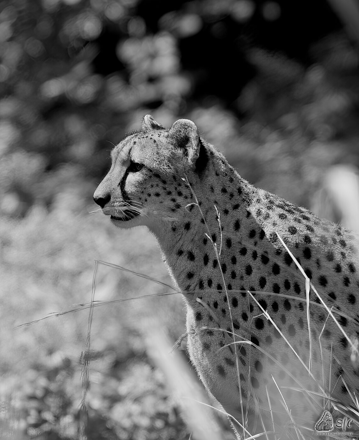 Cheetah (Acinonyx jubatus)