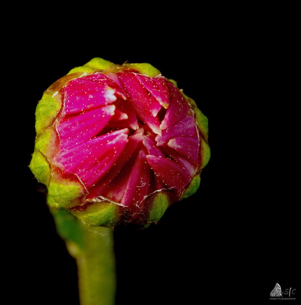 Chrysanthemum