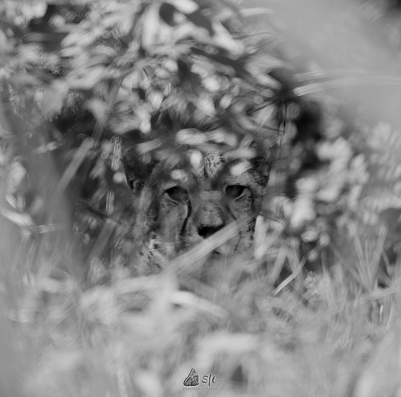 Cheetah (Acinonyx jubatus)