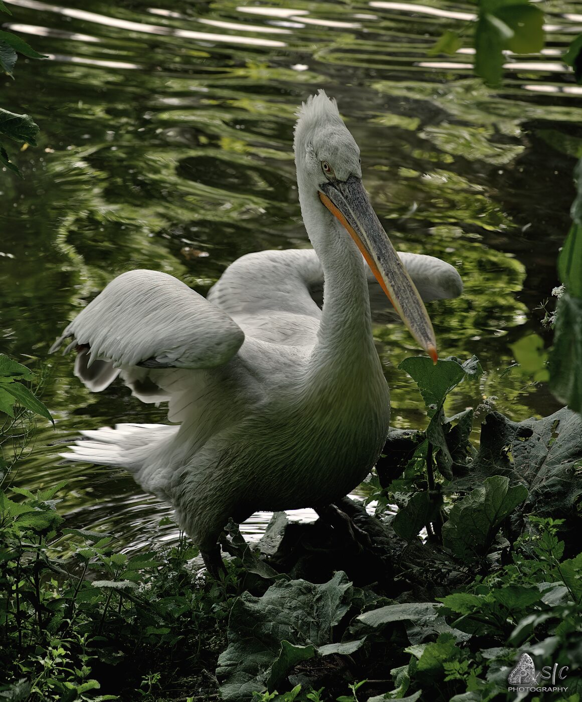 Dalmatian pelican (Pelecanus crispus)