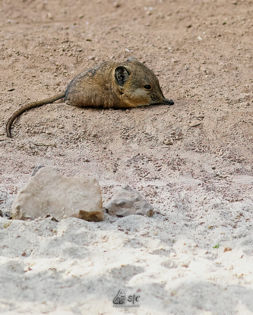 Round-eared elephant shrew (Macroscelides proboscideus)