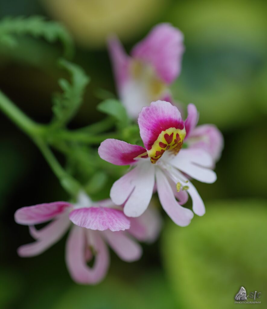 Schizanthus pinnatus